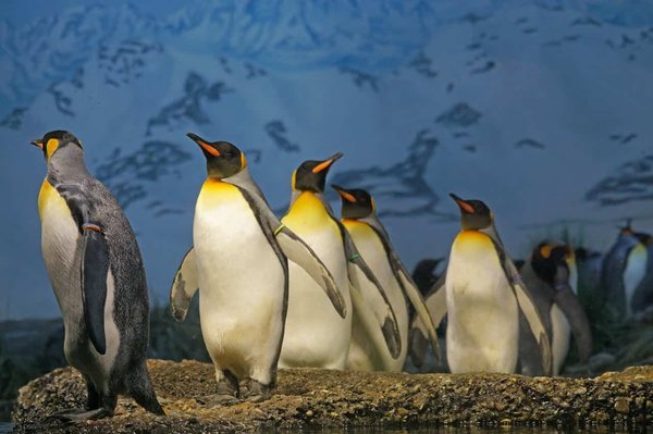 Où observer les manchots royaux en Antarctique?